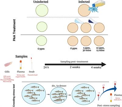 Mucosal immune and stress responses of Neoparamoeba perurans-infected Atlantic salmon (Salmo salar) treated with peracetic acid shed light on the host-parasite-oxidant interactions